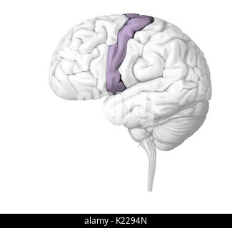 Un movimento volontario è un eseguita intenzionalmente il movimento causato dal motore comandi emessi dalla corteccia motoria. Questi comandi vengono trasmessi ai muscoli scheletrici attraverso il midollo spinale e nervi spinali. La contrazione muscolare che produce risultati il movimento desiderato. Il cervelletto controlla la precisione e il coordinamento dei movimenti volontari. Foto Stock