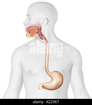 Questa immagine mostra una vista anteriore dello stomaco, ma anche l'esofago e della parte superiore gli organi del sistema digestivo. Foto Stock