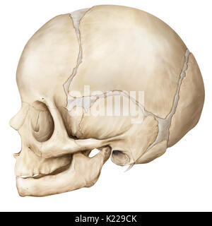 Struttura ossea formata da otto ossa (quattro anche le ossa e quattro ossa dispari) che ricopre e protegge il cervello. Questo è ancora un bambino. Foto Stock