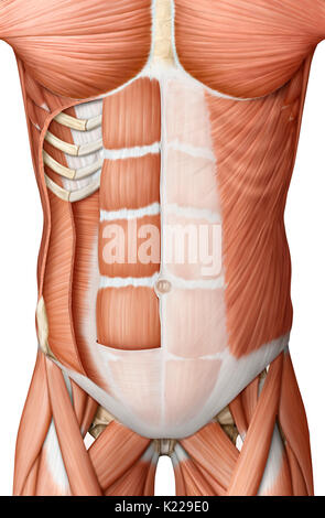 Questa immagine mostra un vista anteriore dei muscoli del tronco. Foto Stock