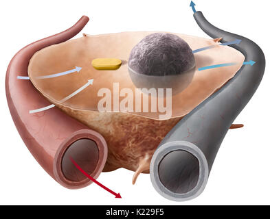 Il metabolismo è la raccolta di reazioni biochimiche che avvengono nelle cellule e garantire il funzionamento del corpo. Esso utilizza le sostanze nutritive fornite durante la digestione e l'ossigeno fornito dalla respirazione. Foto Stock