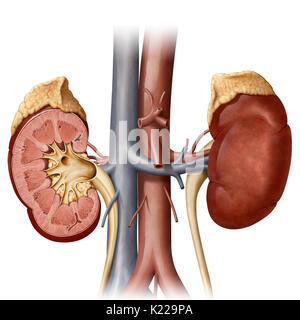 Questa immagine mostra alcuni organi del sistema urinario; la ghiandola surrenale, i reni, dell'uretere, dell'aorta e la vena cava inferiore. Foto Stock