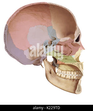Struttura ossea formata da otto ossa (quattro anche le ossa e quattro ossa dispari) che ricopre e protegge il cervello. Foto Stock