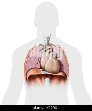 Questa immagine mostra alcuni organi del torace. Foto Stock