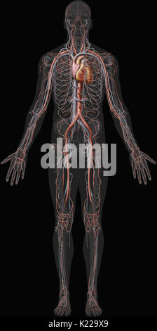 Questa immagine mostra una panoramica del sistema cardiovascolare, comprese le vene, arterie e il cuore. Foto Stock