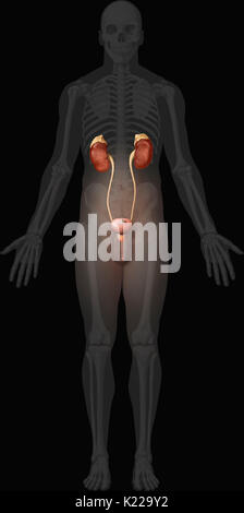 Questa immagine mostra il sistema urinario di un uomo, che include la ghiandola surrenale, i reni, la vescica urinaria, dell'uretere, la prostata e l'uretra. Foto Stock