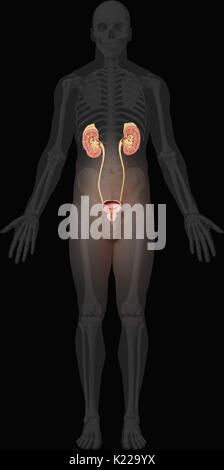 Questa immagine mostra il sistema urinario di un uomo, che include la ghiandola surrenale, i reni, la vescica urinaria, dell'uretere, la prostata e l'uretra. Foto Stock