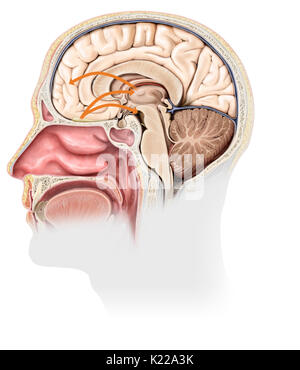 Ciascuna cavità nasale racchiude un epitelio olfattivo, la cui stimolazione da parte di molecole odorose genera segnali nervosi. Questi vengono instradati verso il cervello dove gli odori sono analizzati e associati con le emozioni e ricordi. Foto Stock