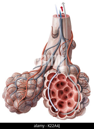 Hematosis è lo scambio di gas tra aria e sangue, che avviene nella zona di contatto fra un alveolo polmonare e capillari sanguigni. Foto Stock