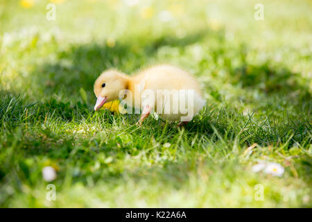 Tre piccoli anatroccoli in un nido, immagine all'aperto nel parco, primavera Foto Stock