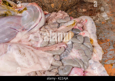 Gli organi interni di una pecora sacrificata per Eid Al-Adha (Festa del sacrificio). Foto Stock