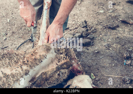 Macellaio musulmano uomo taglio di una pecora per Eid Al-Adha. Eid al-Adha (Festa del sacrificio) è la seconda delle due feste Musulmane celebrato in tutto il mondo ogni anno. Foto Stock