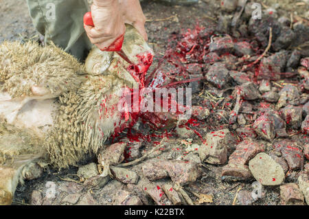 Macellaio musulmano uomo taglio di una pecora per Eid Al-Adha. Eid al-Adha (Festa del sacrificio) è la seconda delle due feste Musulmane celebrato in tutto il mondo ogni anno. Foto Stock