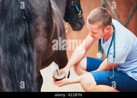 Medicina Veterinaria presso l'azienda. Veterinario esaminando la gamba del cavallo. Foto Stock