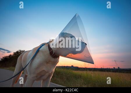 Silhouette del vecchio cane dopo la chirurgia. Il Labrador retriever medico indossa il collare protettivo sulla passeggiata. Foto Stock