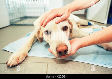 Cane risveglio dall'anestesia dopo la chirurgia del tumore. Ill labrador retriever in clinica veterinaria. Foto Stock