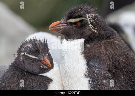 Pinguino saltaroccia Eudyptes crestatus moulting West Point Isola Falkland Malvinas Foto Stock