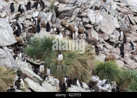 Gregge pinguino saltaroccia Eudyptes crestatus moulting West Point Isola Falkland Malvinas Foto Stock