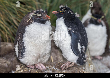 Pinguino saltaroccia Eudyptes crestatus moulting West Point Isola Falkland Malvinas Foto Stock