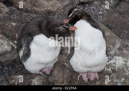 Pinguino saltaroccia Eudyptes crestatus moulting West Point Isola Falkland Malvinas Foto Stock