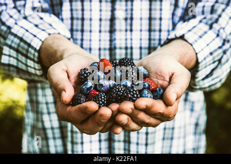 Frutta organica. Gli agricoltori mani di fresco con frutta raccolta. Fresche biologiche di more. Foto Stock