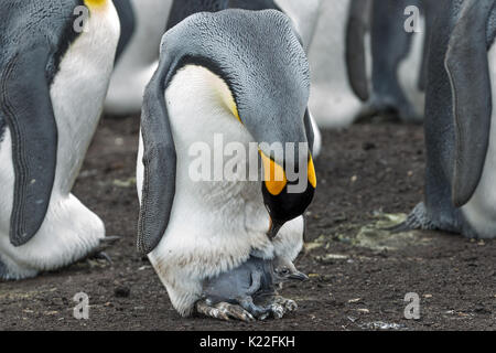 Re Penguin Aptenodytes patagonicus adulti con bambini Volunteer Point Est isola Malvine (Malvinas) Foto Stock