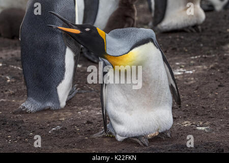Re Penguin Aptenodytes patagonicus proteggere incubare l'uovo Volunteer Point Est isola Malvine (Malvinas) Foto Stock