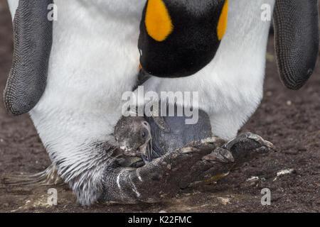 Re Penguin Aptenodytes patagonicus proteggere giovane volontario punto est isola Malvine (Malvinas) Foto Stock