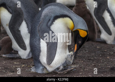 Re Penguin Aptenodytes patagonicus adulti con bambini Volunteer Point Est isola Malvine (Malvinas) Foto Stock