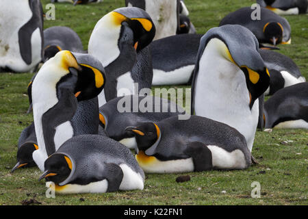 Re Penguin Aptenodytes patagonicus Volunteer Point Est isola Malvine (Malvinas) Foto Stock