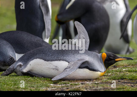 Re Penguin Aptenodytes patagonicus Volunteer Point Est isola Malvine (Malvinas) Foto Stock