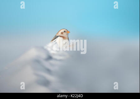 La Lessinia,Veneto,Italia la fotografia di un bunting preso nella neve sulle montagne della Lessinia Foto Stock