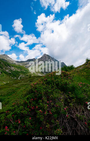 Gaver,Parco Adamello,Lombardia,Italia Foto Stock