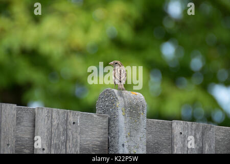 Sparrow sul recinto Foto Stock