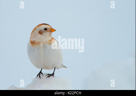 La Lessinia,Veneto,Italia la fotografia di un bunting preso nella neve sulle montagne della Lessinia Foto Stock
