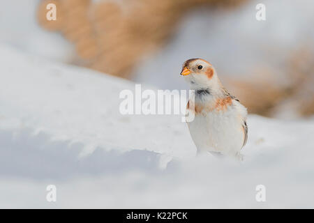 La Lessinia,Veneto,Italia la fotografia di un bunting preso nella neve sulle montagne della Lessinia Foto Stock
