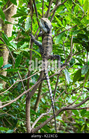 Acqua australiano dragon (Physignathus lesueurii) aggrappandosi ad un albero a Shelly promontorio in Manly, Sydney, Australia. Foto Stock