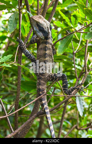 Acqua australiano dragon (Physignathus lesueurii) aggrappandosi ad un albero a Shelly promontorio in Manly, Sydney, Australia. Foto Stock