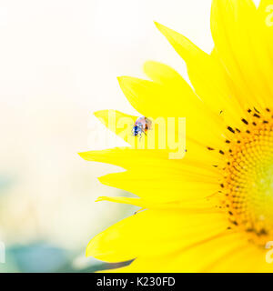 In prossimità di una coccinella su un girasole Foto Stock