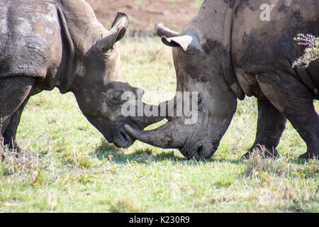 Combattimenti di rinoceronti Foto Stock