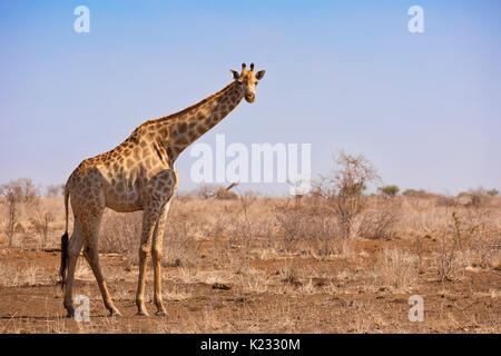 Una giraffa nel Parco Nazionale di Kruger in Sud Africa. Foto Stock