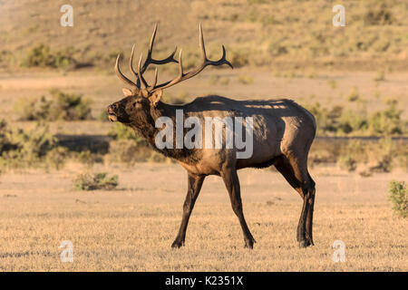 Alci del Bull Foto Stock