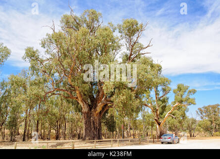 Il fiume gigante di gomma rossa albero della Orroroo è di circa 500 anni - Flinders Ranges, SA, Australia Foto Stock