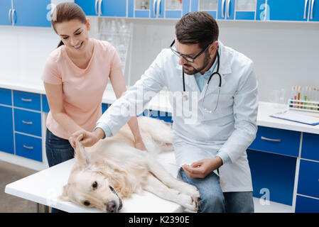 Medico gravi per gli animali controllo cani orecchio Foto Stock