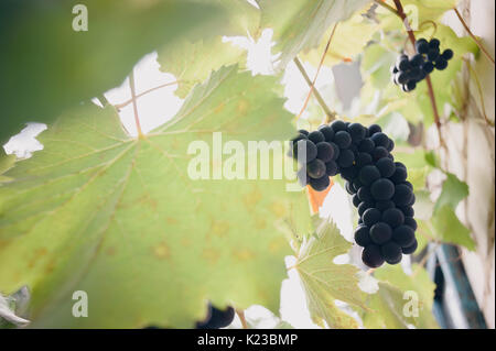 Grandi mazzi di vino rosso uva appeso da una vecchia vigna di luce calda Foto Stock