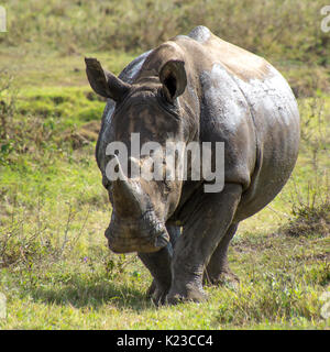 Esecuzione di Rhino Foto Stock