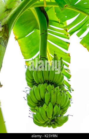 Grappolo di banane acerbe appeso ad un ramo di un albero in una fattoria Foto Stock