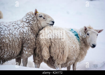 Ram / tup e pecora di North Country Cheviot pecore in neve sul giorno inverni, Rogart, Sutherland, Highlands, Scotland, Regno Unito Foto Stock