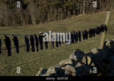 le carcasse di mole si stagliano lungo una recinzione di filo spinato al bordo di un campo di coltivatori che dimostra l'abilità di catchers di mole Foto Stock