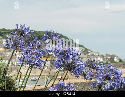 Giardini nel grazioso villaggio di pescatori di Mousehole in Cornovaglia Foto Stock